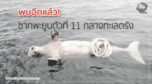 พบอีกแล้ว ซากพะยูนตัวที่ 11 กลางทะเลตรัง
