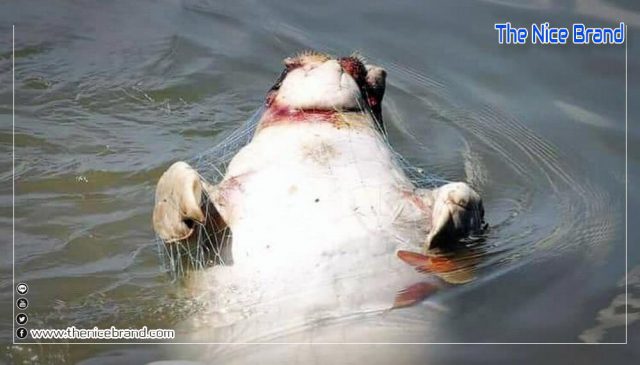อีกหนึ่งศพ ซากพะยูนตัวที่ 21 ที่พังงา