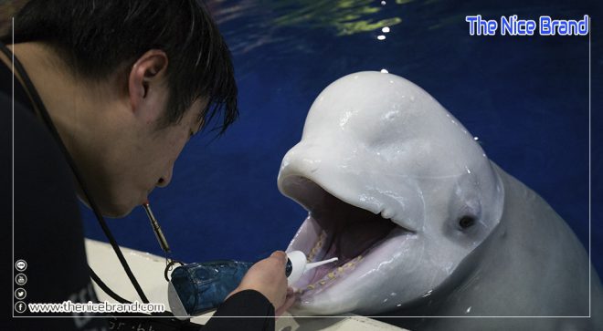 ซีไลฟ์ทรัสต์ ส่ง ‘วาฬเบลูกา’ จากจีนสู่บ้านหลังใหม่ไอซ์แลนด์