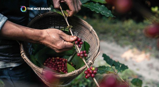 Thailand Coffee Fest 2023 ต้นแบบอีเว้นท์ยั่งยืน