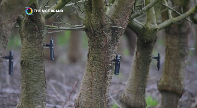 กทม.-Big Tree – ไทยเบฟ ฟื้นฟู “ต้นจามจุรี” สวนเบญจกิติ