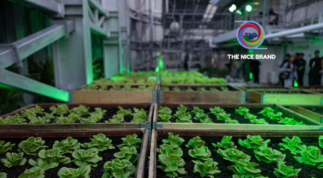 โรงแรมดับเบิ้ลยู ผสานศิลปะ-ความยั่งยืน เปิดฟาร์มผักบนดาดฟ้า ชูแนวคิด “Nurture Gaia รักษา กายา”