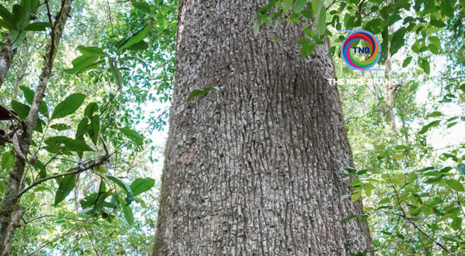 EGCO สำรวจความหลากหลายทางชีวภาพดอยอินทนนท์ผ่านค่ายเยาวชน