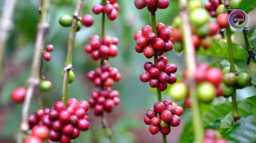 Robusta